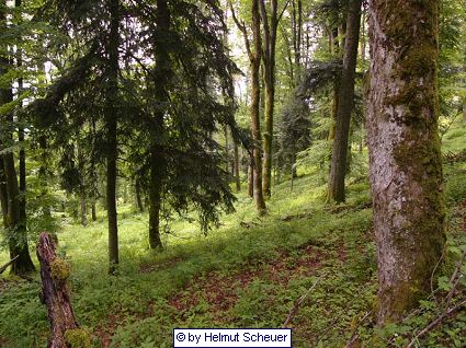 Wald in den Vogesen entlang des GR 5
